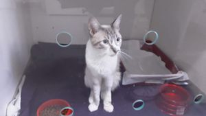 Ajude no tratamento do gatinho Luke! imagem 12