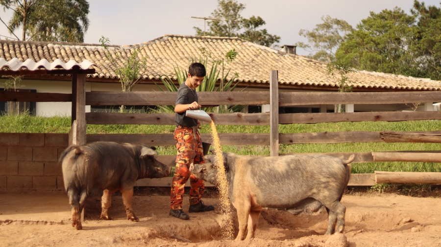 Vaquinha Online - Recinto para os porcos do Santuário Animal Sente | Urgente