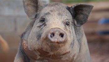 Recinto para os porcos do Santuário Animal Sente | Urgente