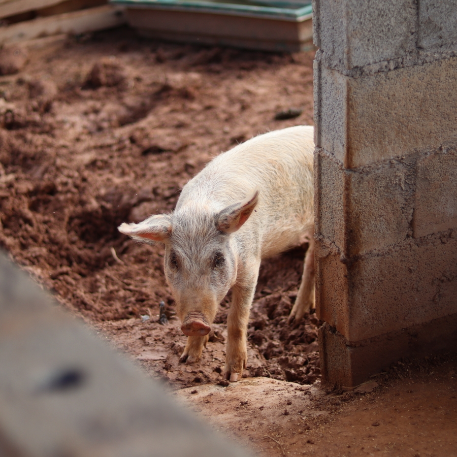 Recinto para os porcos do Santuário Animal Sente | Urgente imagem 8