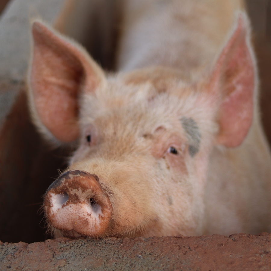 Ativismo - Recinto para os porcos do Santuário Animal Sente | Urgente