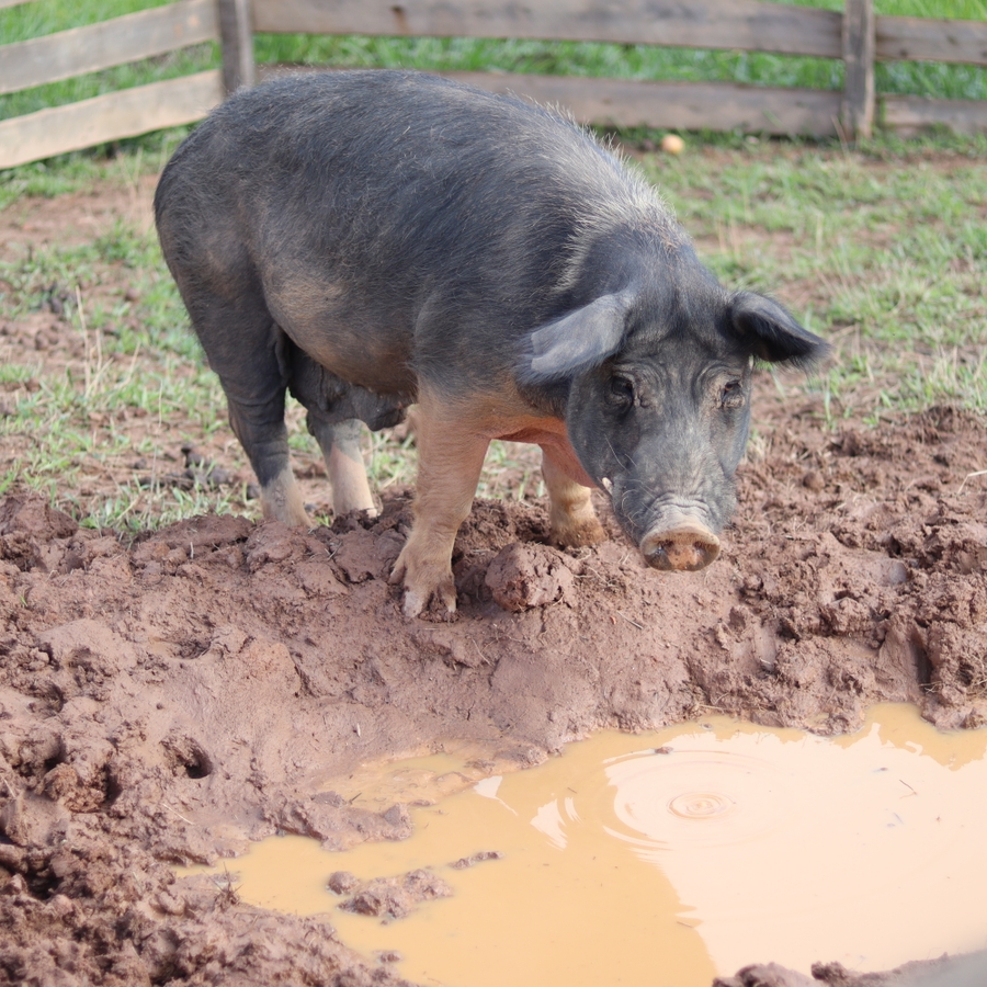 Recinto para os porcos do Santuário Animal Sente | Urgente imagem 7