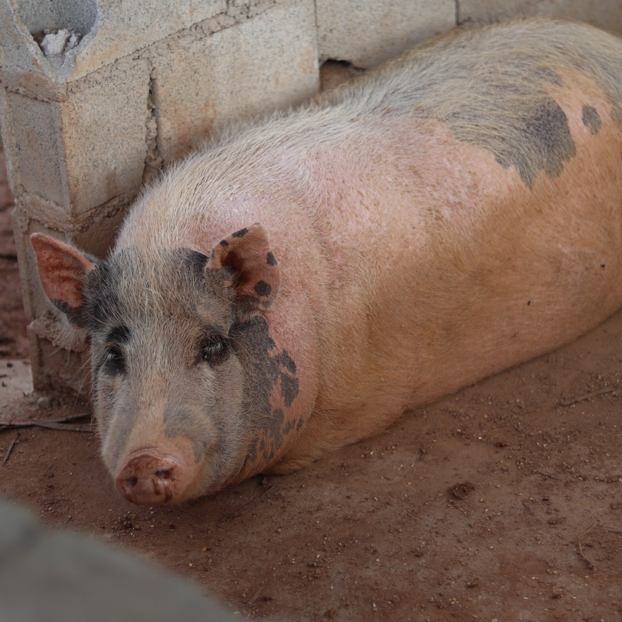 São Paulo/SP - Recinto para os porcos do Santuário Animal Sente | Urgente