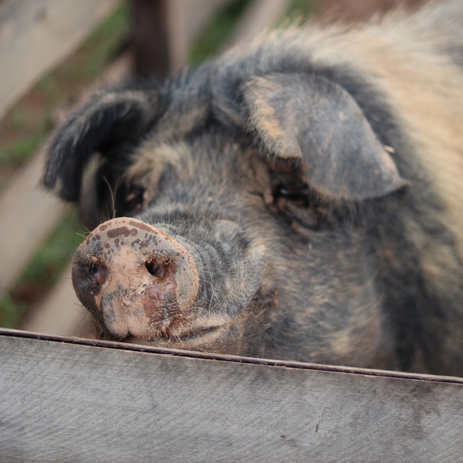 Recinto para os porcos do Santuário Animal Sente | Urgente - Recinto para os porcos do Santuário Animal Sente | Urgente