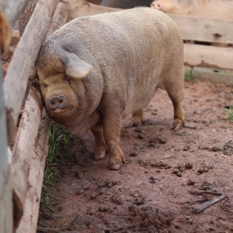 Recinto para os porcos do Santuário Animal Sente | Urgente imagem 6