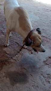 Gabriella Coelho - Ajude no tratamento veterinário de Sofia, a doguinha. 