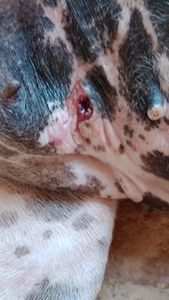 Barueri/SP - Ajude no tratamento veterinário de Sofia, a doguinha. 