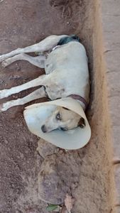 Ajude no tratamento veterinário de Sofia, a doguinha. 