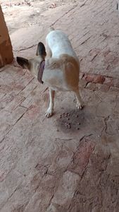 Saúde e Emergências - Ajude no tratamento veterinário de Sofia, a doguinha. 