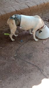 Vaquinha Online - Ajude no tratamento veterinário de Sofia, a doguinha. 