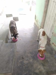 null - Animais resgatados / adoção Somos voluntarias 