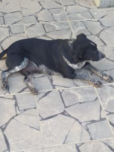 Pedra do Indaiá/MG - Animais resgatados / adoção Somos voluntarias 