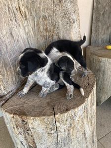 Vaquinha Online - Animais resgatados / adoção Somos voluntarias 