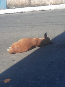 Animais - Animais resgatados / adoção Somos voluntarias 