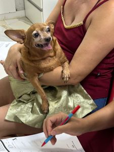 Tratamento de saude da Kiara imagem 6