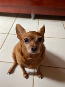 Cidade Ocidental/GO - Tratamento de saude da Kiara