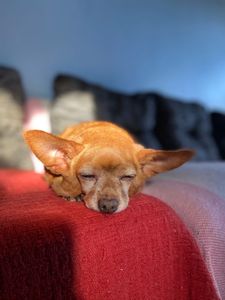 Animais - Tratamento de saude da Kiara