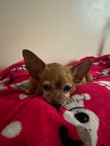 Kiara - Tratamento de saude da Kiara