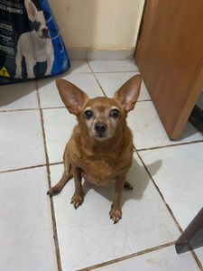 Vaquinha Online - Tratamento de saude da Kiara