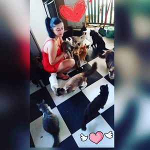 Vaquinha Online - 🆘Ajuda urgente para a Construção de um gatil para 30 gatos resgatados das ruas