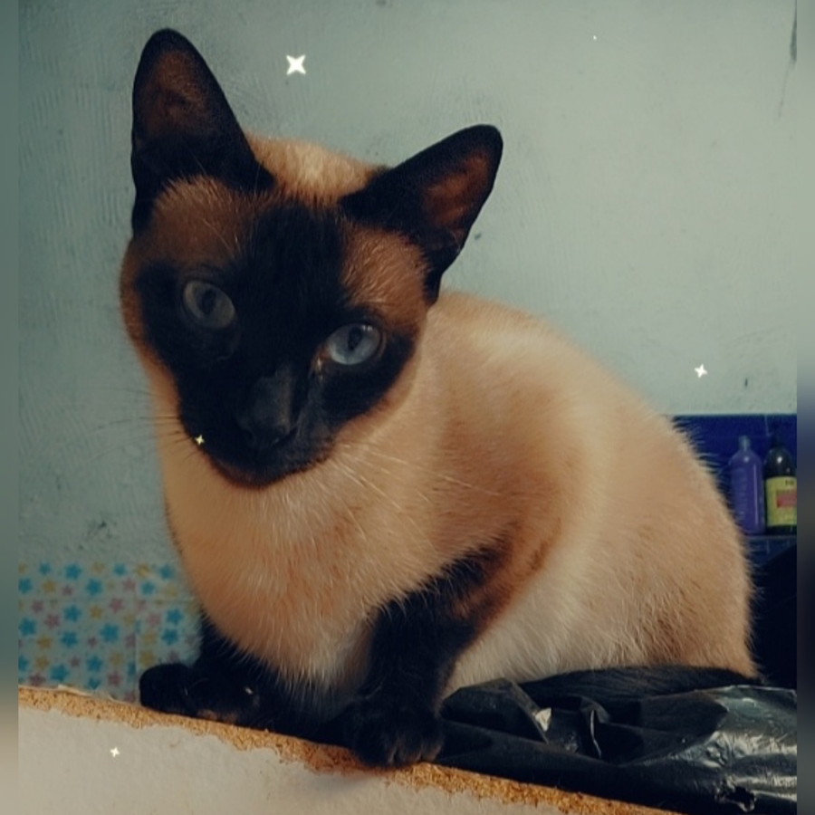 Arujá/SP - 🆘Ajuda urgente para a Construção de um gatil para 30 gatos resgatados das ruas