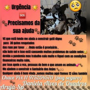 Animais - 🆘Ajuda urgente para a Construção de um gatil para 30 gatos resgatados das ruas