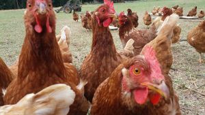 Reabertura do Sanjão, com suas galinhas felizes imagem 9