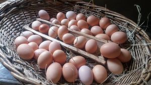 Reabertura do Sanjão, com suas galinhas felizes imagem 7