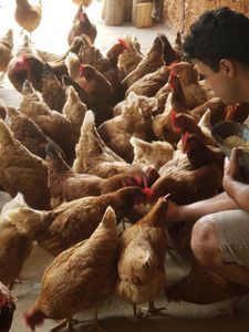 Reabertura do Sanjão, com suas galinhas felizes imagem 6