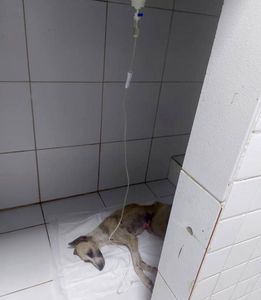  Precisamos de VOCÊ, pois a dor não pede licença. imagem 8