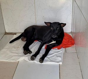 Animais -  Precisamos de VOCÊ, pois a dor não pede licença.