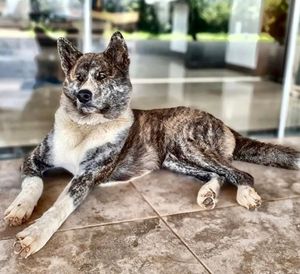 Abrigo Amor de 4 Patas RN -  Precisamos de VOCÊ, pois a dor não pede licença.