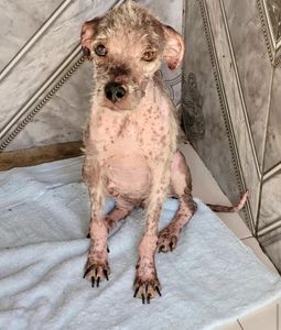 Natal/RN -  Precisamos de VOCÊ, pois a dor não pede licença.