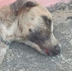  Precisamos de VOCÊ, pois a dor não pede licença. imagem 6