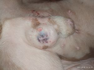 Animais - Tratamento do câncer 