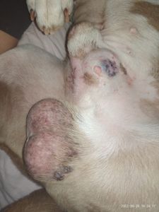 Vaquinha Online - Tratamento do câncer 