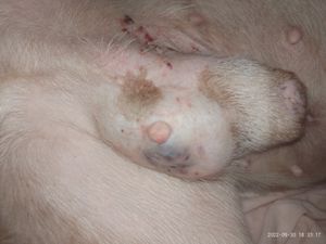 Ajuda para Pequeno  - Tratamento do câncer 