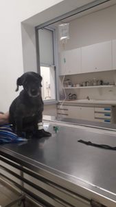 DOG ELIAS - Quimioterapia para o Elias