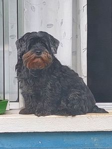 Saúde e Emergências - Quimioterapia para o Elias