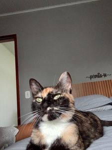 Vaquinha Online - Ajudem no tratamento da Magalu 