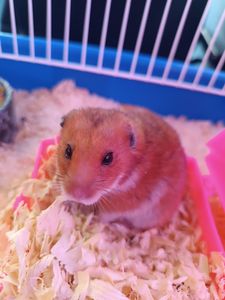 Colombo/PR - Me ajude a pagar a cirurgia do meu hamster 