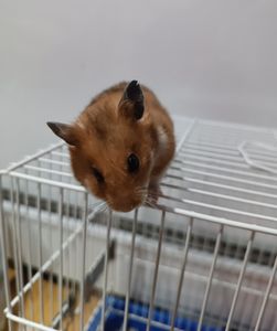 Vaquinha Online - Me ajude a pagar a cirurgia do meu hamster 