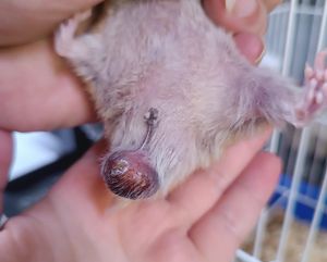 Me ajude a pagar a cirurgia do meu hamster  imagem 6