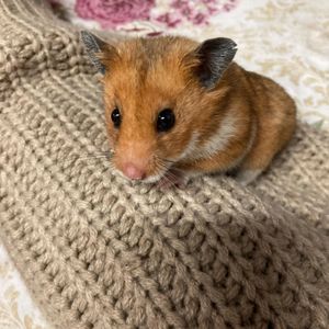 Animais - Me ajude a pagar a cirurgia do meu hamster 