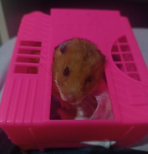 Me ajude a pagar a cirurgia do meu hamster 
