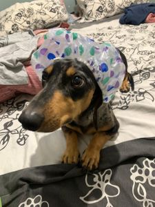 Saúde e Emergências - Ajude o Caetano! 