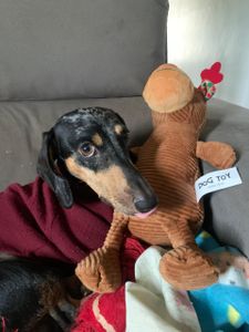 O Caetano é um salsichinha cheio de amor que acabou de completar 2 aninhos, mas infelizmente passou esse momento internado em uma clínica veterinária. Ele foi diagnosticado com leishmaniose, uma doença grave que exige tratamento contínuo.  A boa notícia é que existe tratamento e o Caetano respondeu bem aos primeiros cuidados. A parte difícil é o alto custo com internação, exames e medicações, que ainda precisam ser concluídos para que ele possa continuar lutando e ter qualidade de vida.  Qualquer valor faz a diferença. Se não puder ajudar financeiramente, compartilhar essa campanha já ajuda muito. 💛🐶 - Ajude o Caetano! 