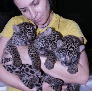 Financiamento Coletivo - Os animais do Instituto Onça-Pintada precisam de você!