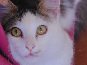 Caridade e Filantropia - SOCORRA A MINHA FAMÍLIA FELINA POR CLEMÊNCIA URGENTE