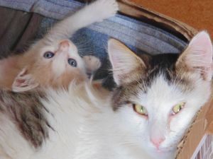 null - SOCORRA A MINHA FAMÍLIA FELINA POR CLEMÊNCIA URGENTE